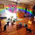 Mac Tabby Cat Cafe - Charlotte