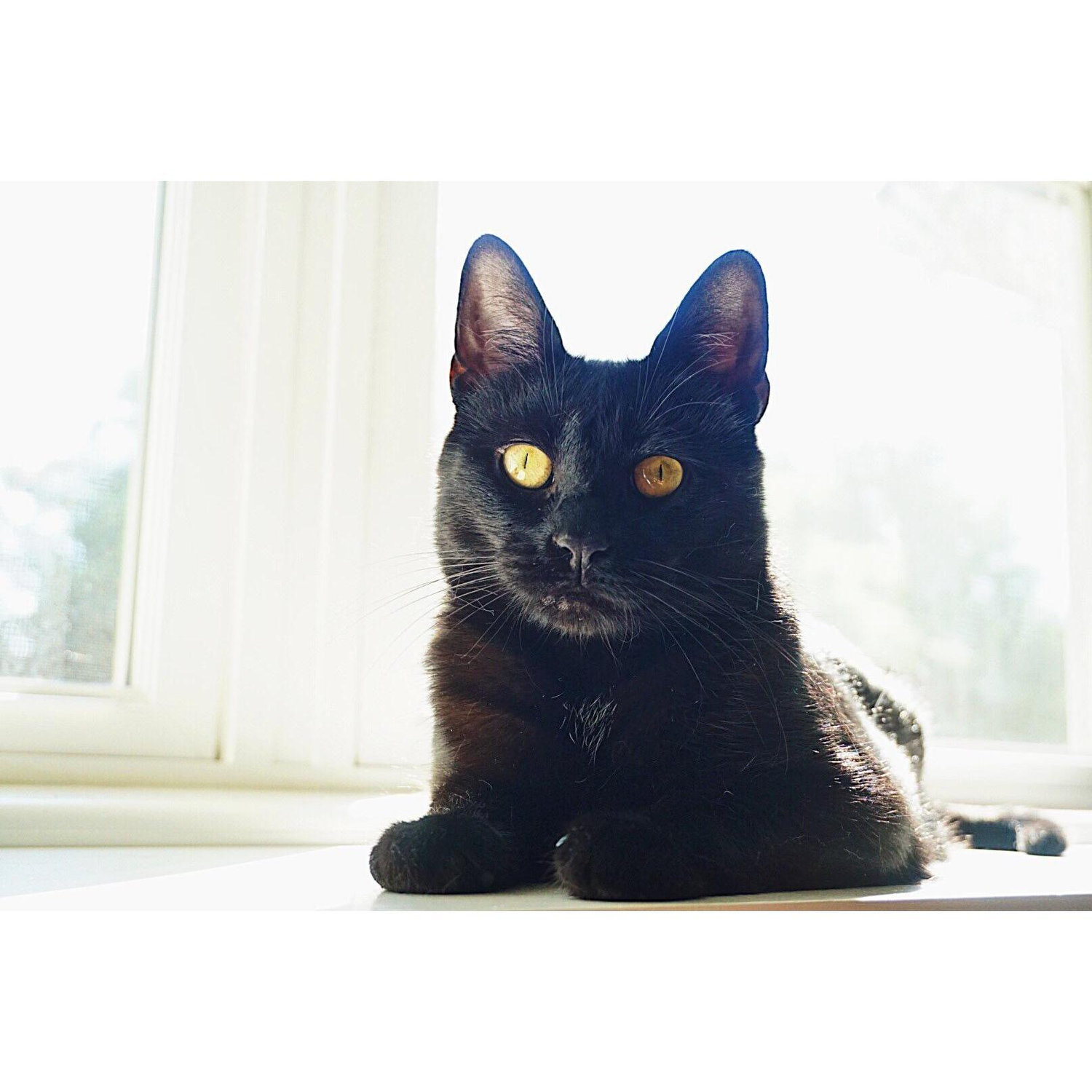 The other furbaby....Mabel!