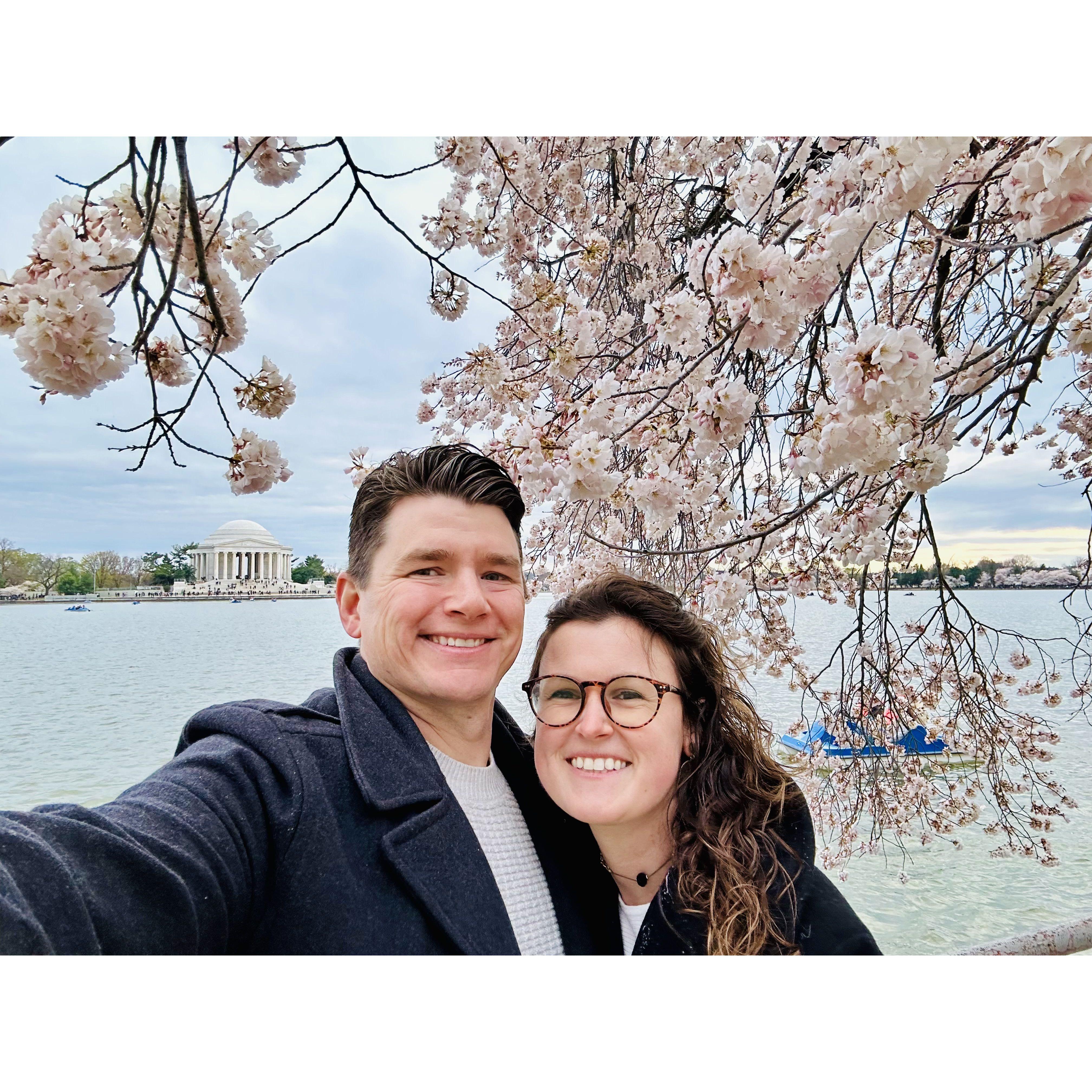 Cherry Blossom Festival in Washington DC (2024)