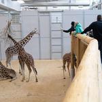 Lincoln Children's Zoo