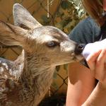 Wildhaven Ranch