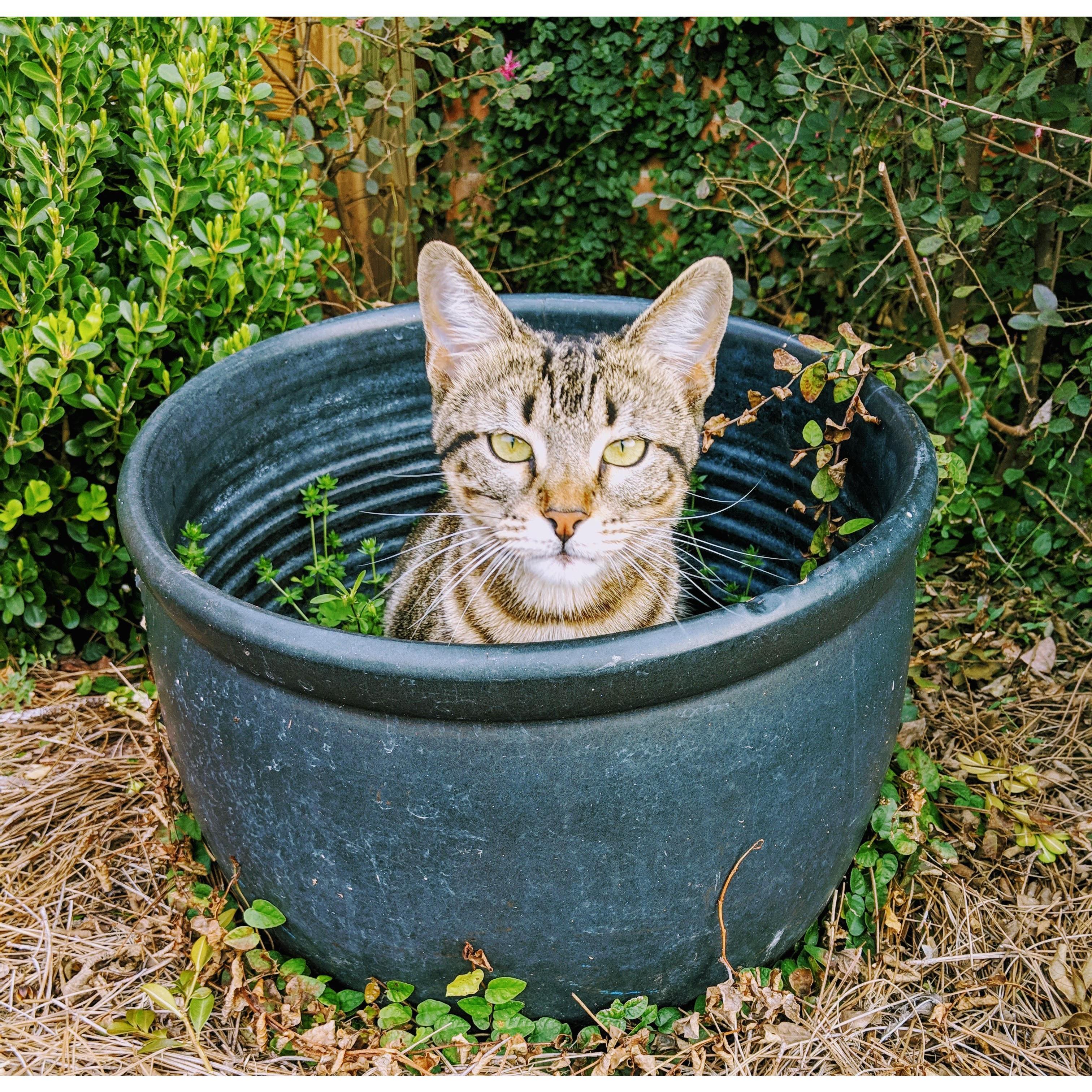 Nella