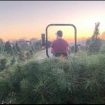 Holiday Acres Christmas Tree Farm