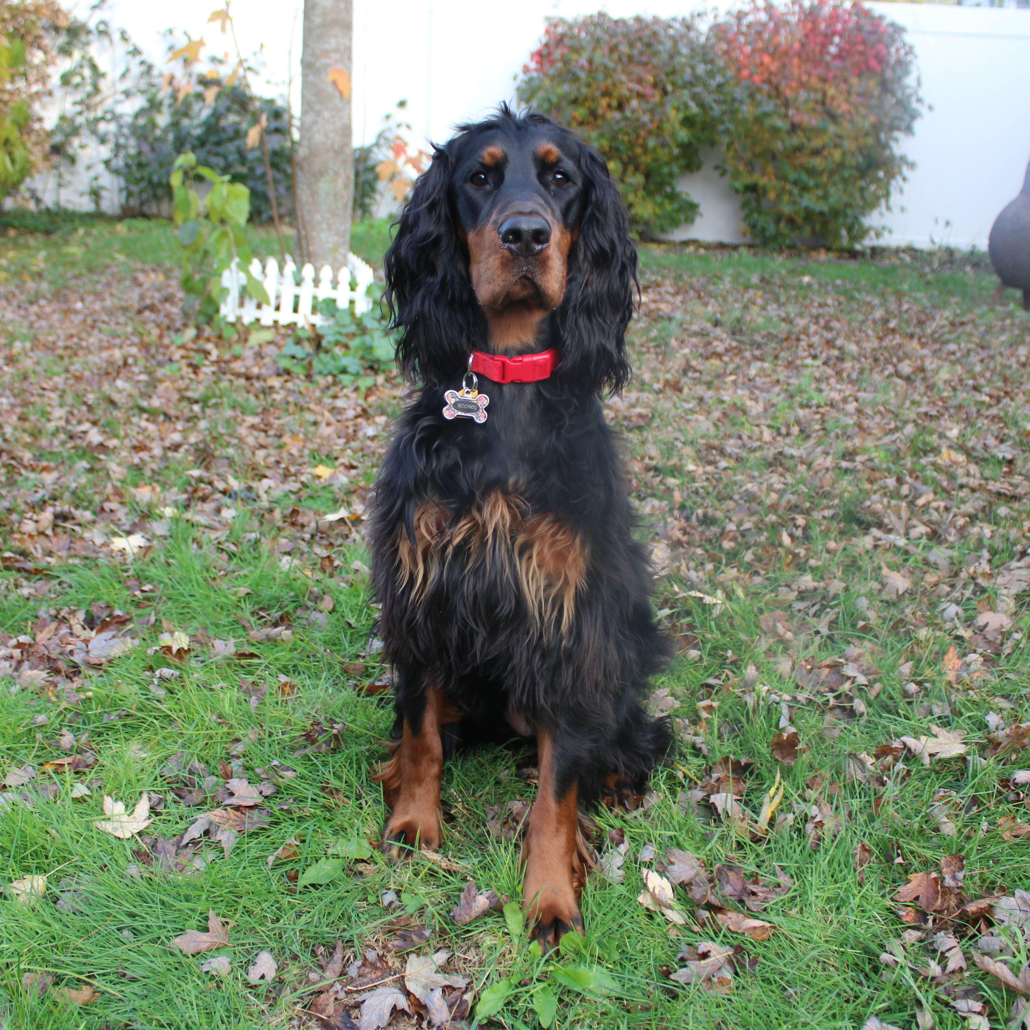 Rooney - our 2 year old Gordon Setter loves to sniff everything and chase birds.