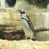 Shedd Aquarium