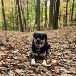 Kennedy Park Trail Networks