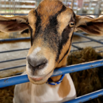 State Fair Meadowlands