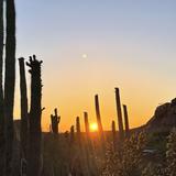 Desert Botanical Garden