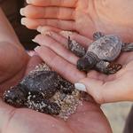 Sunrise Seashell Hunting