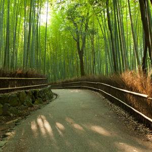 Walk through the Arashiyama Bamboo Forest