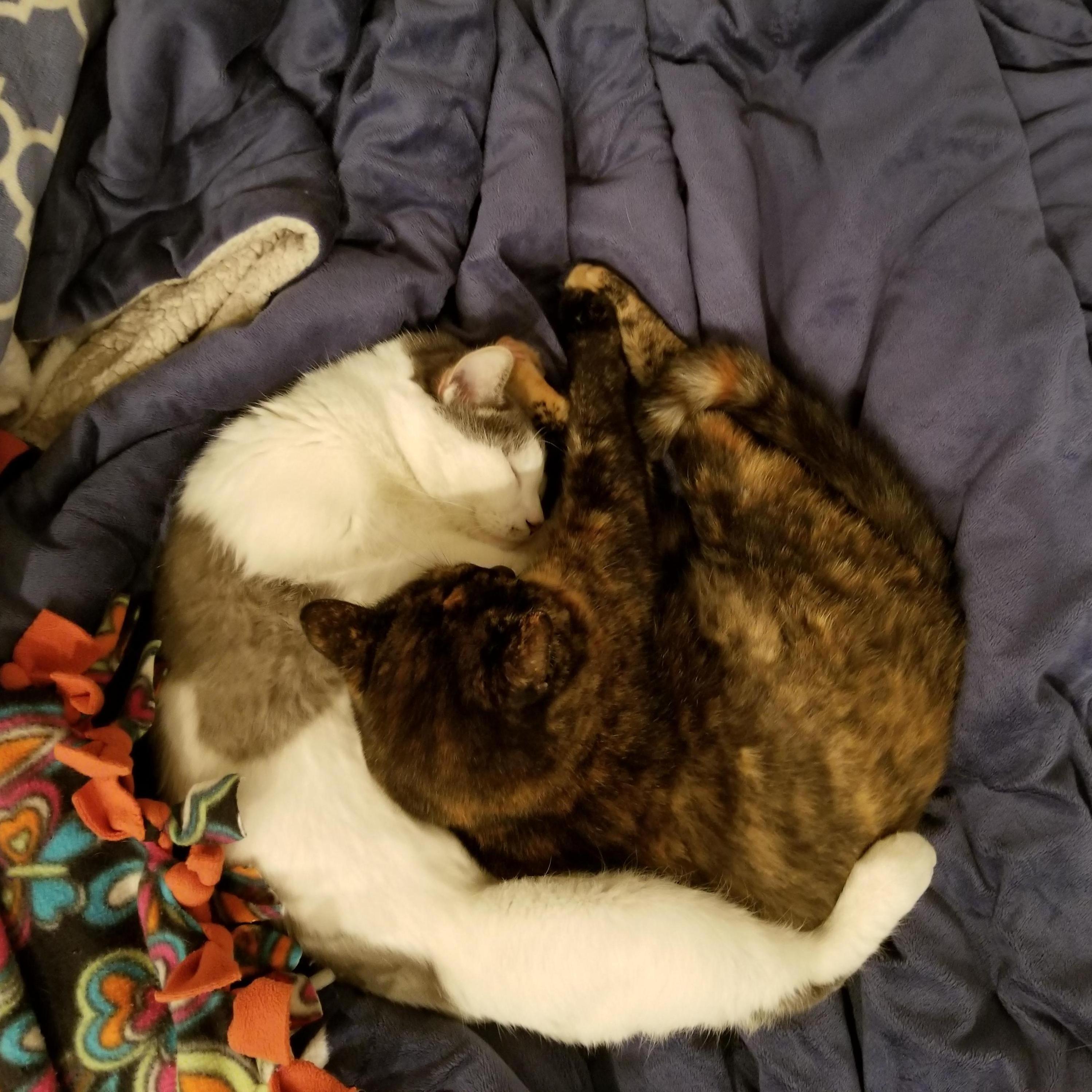 Smarm and Three-Legs: the yin and the yang