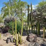 Ethel M Botanical Cactus Garden