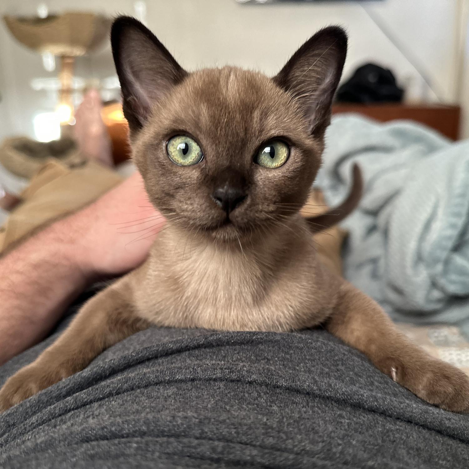 Jane, our perfect little girl resting on dads tummy