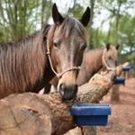 Ocoee Horseback Riding