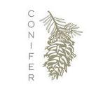 Conifer