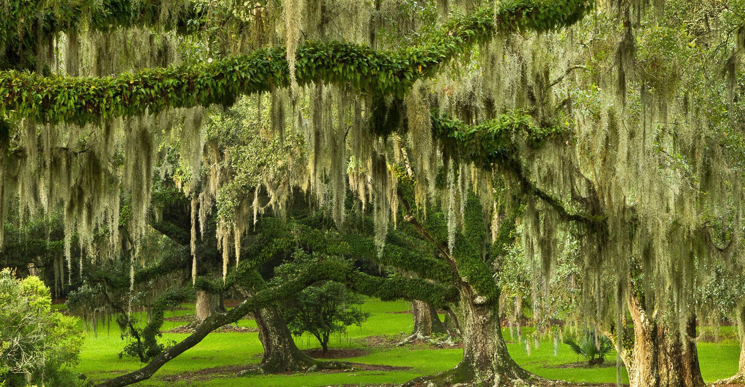 The Wedding Website of Emma Arceneaux and Kennedy Powell