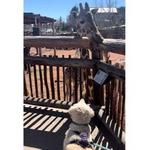 Cheyenne Mountain Zoo