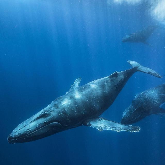 Donate to Lonely Whale