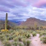 Sabino Canyon Recreation Area