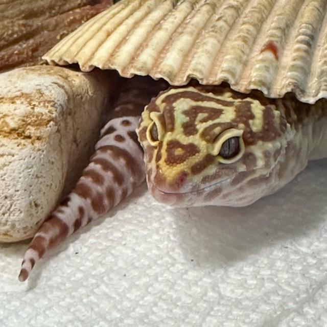 Cheesecake’s Art School Fund