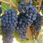 Bold and Delaney Winery