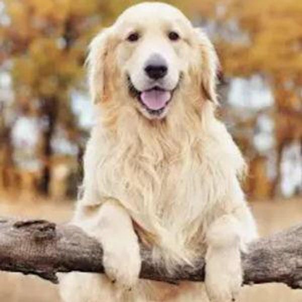 Dog Fund!