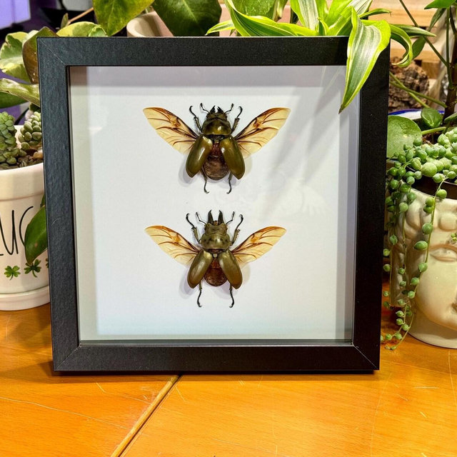 Allotopus rosenbergi, Golden Devil Stag beetle, Male/Female Pair, Mounted with spread wings and framed in a shadowbox