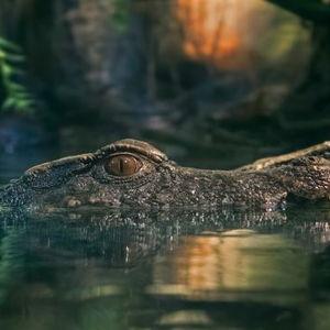 Amazon Night Walk and Caiman Spotting
