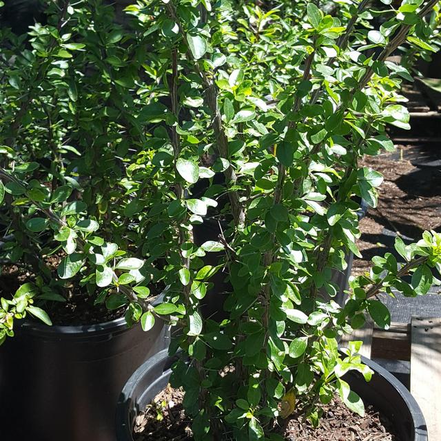 Mexican Ocotillo