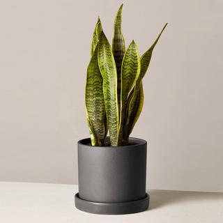 Snake Plant Laurentii