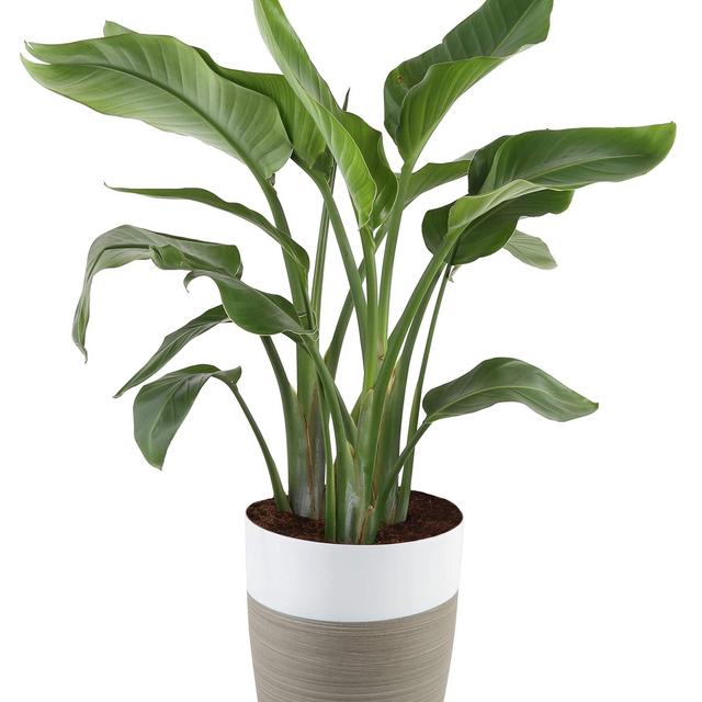 Costa Farms White Bird of Paradise Strelitzia nicolai, Indoor Plant in in Décor Planter, 3 to 4-Feet Tall, Natural