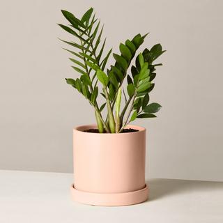 ZZ Plant