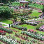 International Rose Test Garden