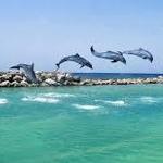 Dolphin Cove Ocho Rios
