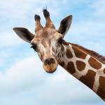 San Diego Zoo