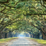 Wormsloe Historic Site