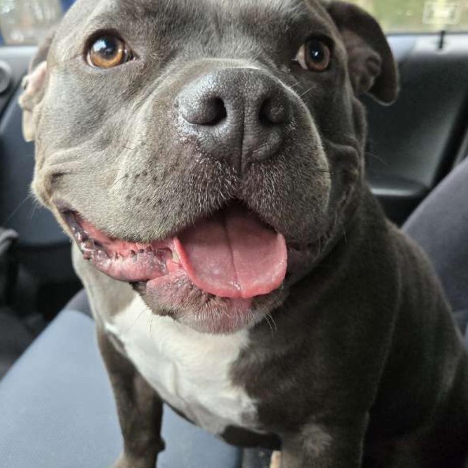 Bean’s is so excited his mum & dad are getting married!