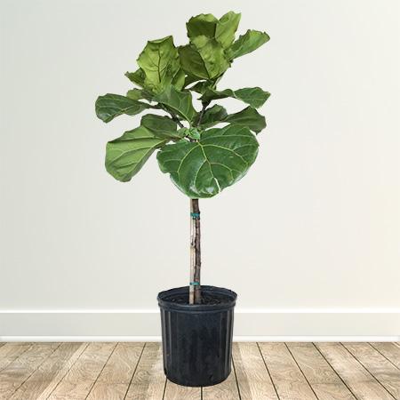 Fiddle-Leaf Fig Tree (3 Gal. in Grey Tin Pot)