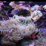 Long Island Aquarium