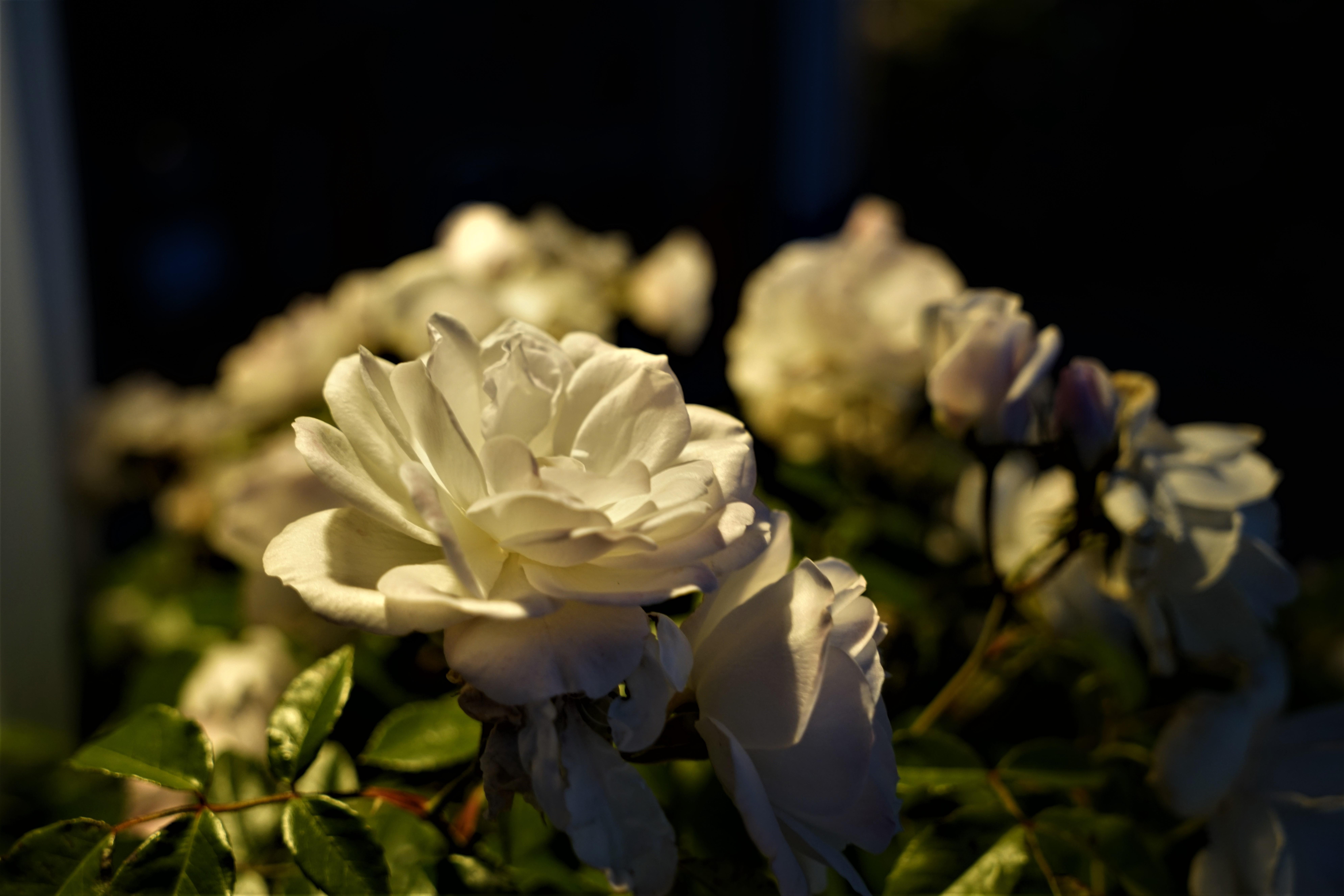 The Wedding Website of Andrew Hax and Megan Alferness