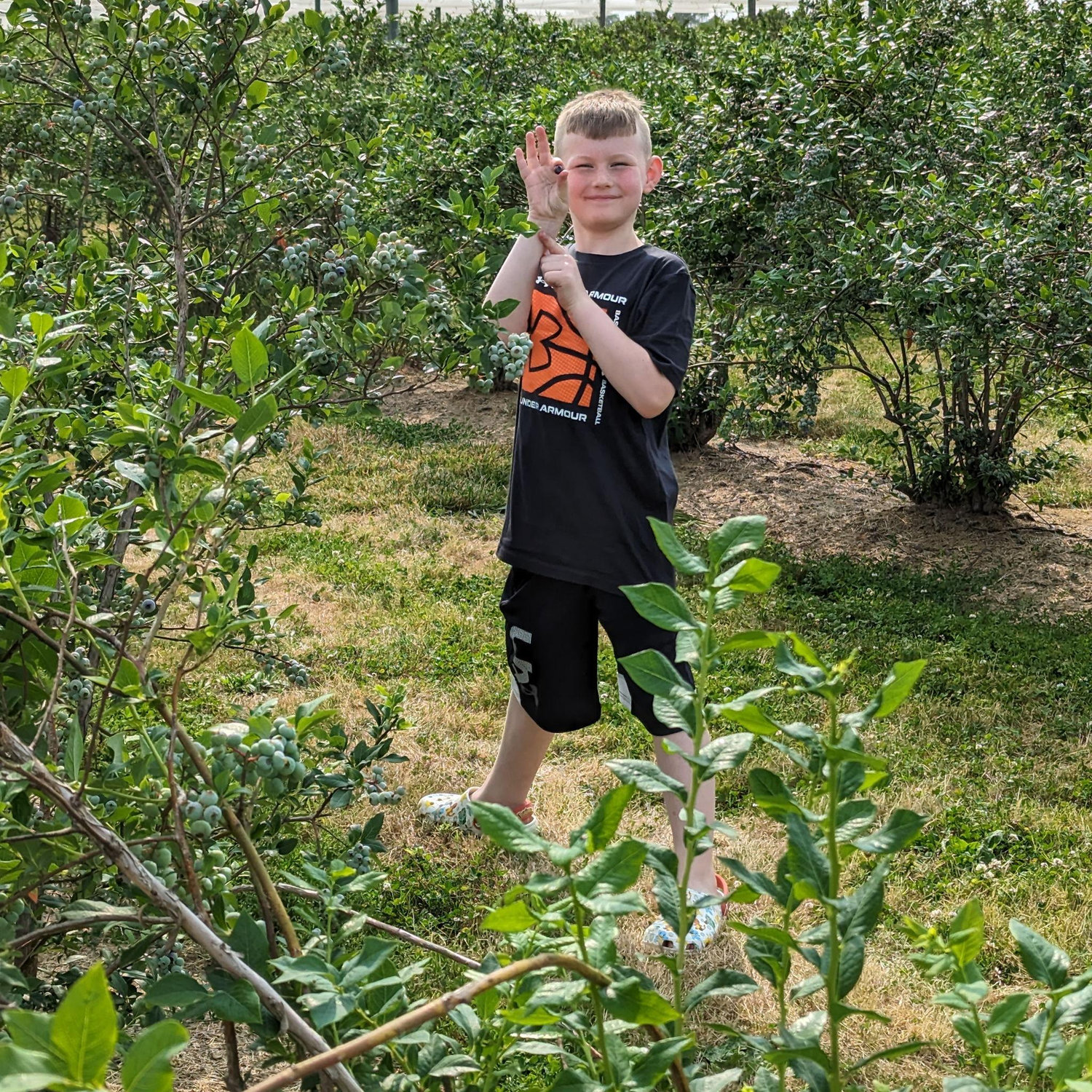 Blueberry picking in NJ