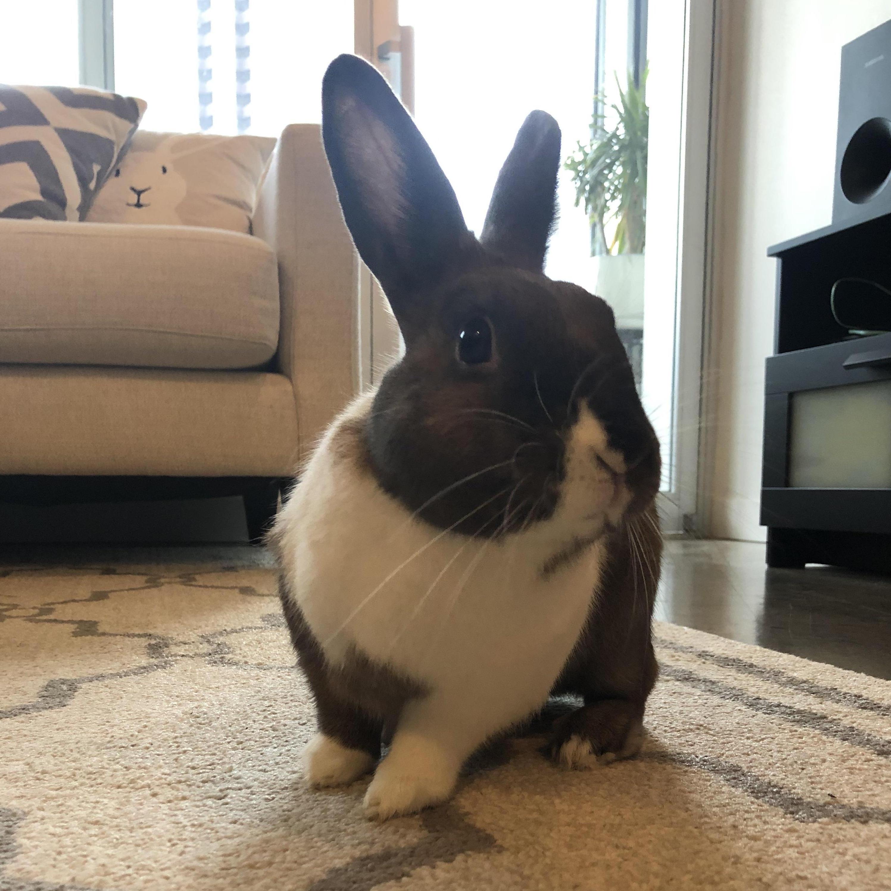 Our pet bunny Dallas is named after the city we moved to together. He loves bananas and napping under the coffee table.