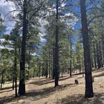 Flagstaff