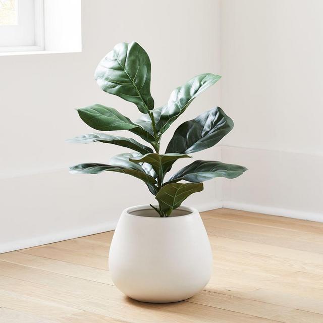 Faux Potted Fig Leaf, 2'