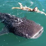 Swimming with Whale Sharks