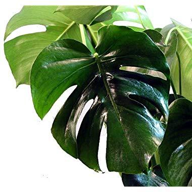 Split Leaf Philodendron 6" Pot - Monstera - Edible Fruit Tastes Like Pineapple