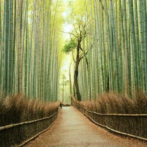 Private Walking Tour in Kyoto!