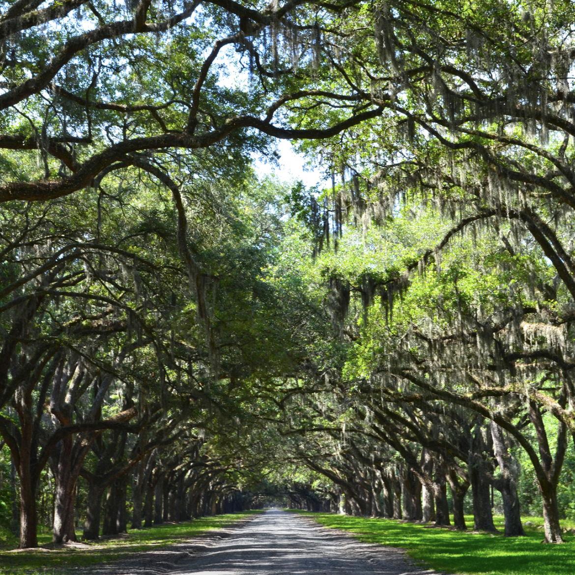 One of our first dates Wormsloe