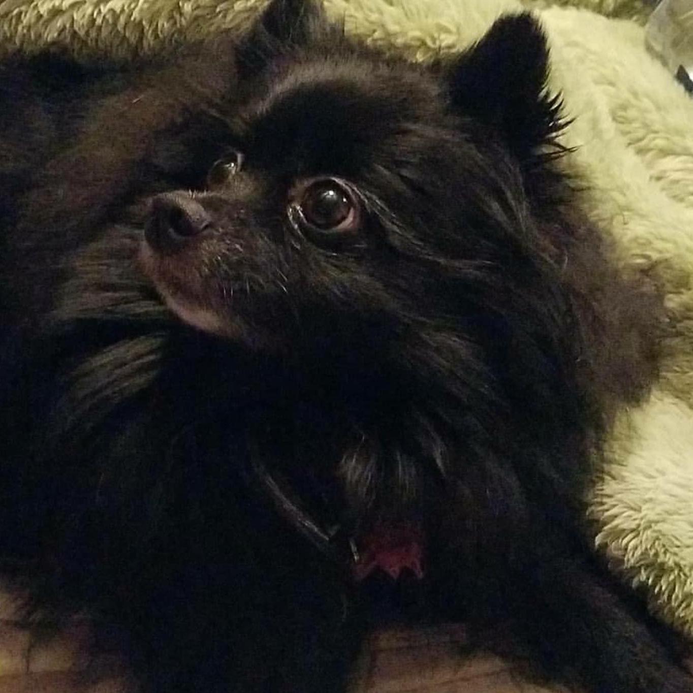 Our fur baby, Pepper