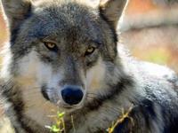 Lakota Wolf Preserve